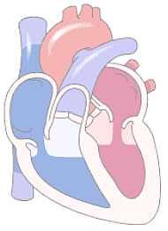 4 MODEL KOMPLEXNÍ FYZIOLOGIE ČLOVĚKA 4.2.