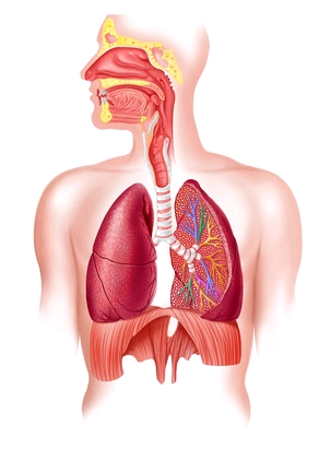 4 MODEL KOMPLEXNÍ FYZIOLOGIE ČLOVĚKA Dutina nosní Hltan Hrtan Průdušnice Průduška