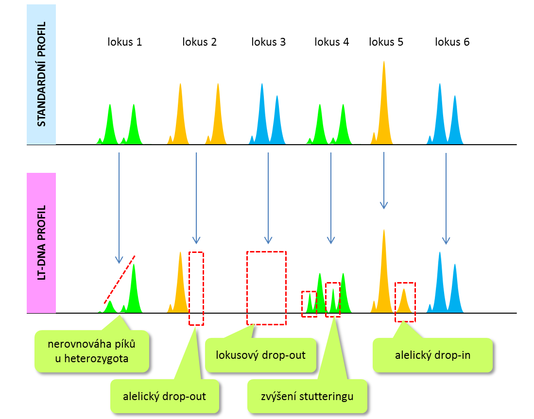 Obrázek 55 Stochastické jevy, k nimž dochází při analýze degradované DNA a/nebo LT DNA. Lze stochastické efekty při analýze degradované DNA či LT DNA nějak omezit?