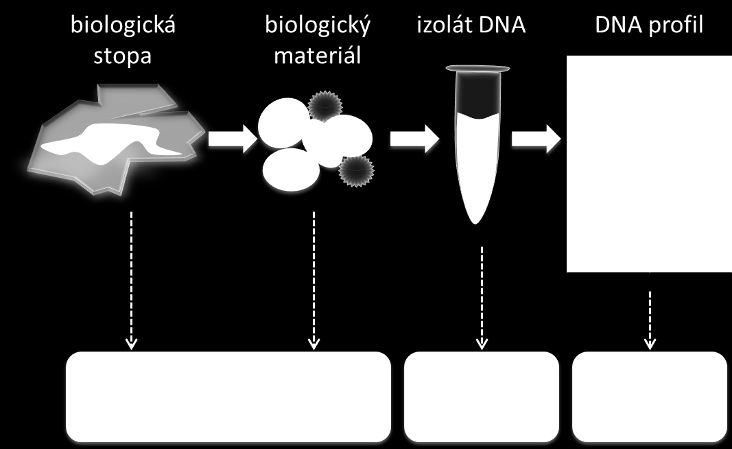 Uchovávání zdrojů genetických informací Obrázek 57 Možné formy uchovávání zdrojů genetických informací. Banky (archivy, depozity) biologického materiálu Co je banka biologického materiálu?