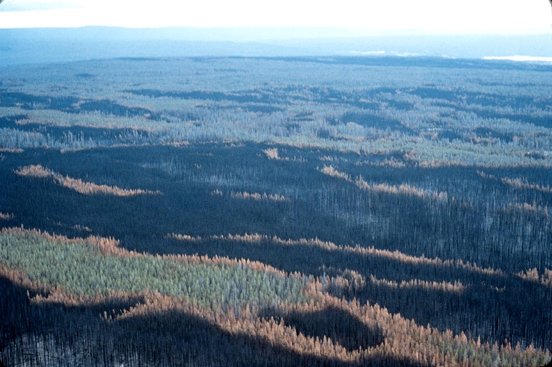 VLIV DISTURBANCÍ NA KRAJINNÉ USPOŘÁDÁNÍ Krajinná mozaika vytvořená disturbancí Disturbance nepůsobí v krajině rovnoměrně míra jejího působení se liší v různých částech krajiny a dochází tak ke vzniku