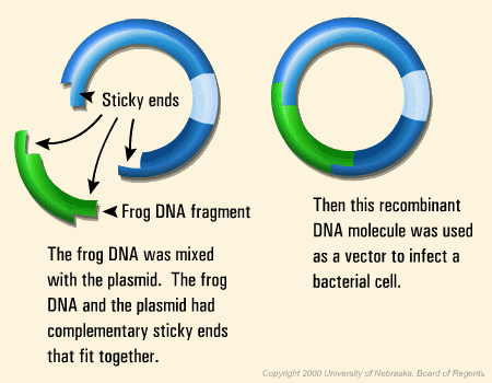 coli Lepivé konce Restrikční enzym EcoRI Žabí DNA fragment Plasmid i žabí DNA měly