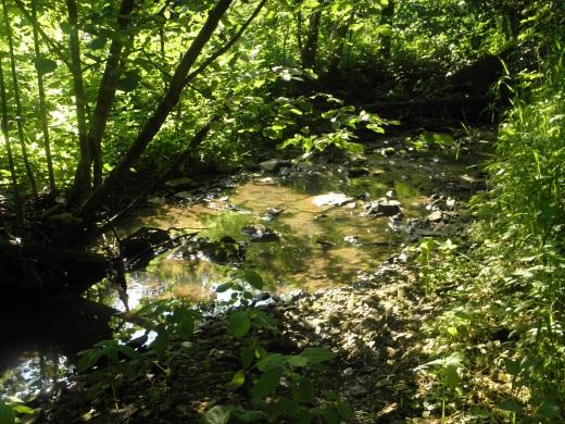 Výprava k Brdci Ptk Brdec se klikatí klem Lht u Ptštejna a nejvíce právě v části lesa, kterému se říká Čenkvec.