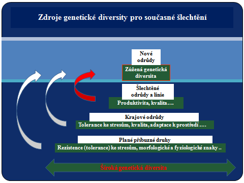 starší šlechtěné odrůdy a genetické linie (šlechtitelské a experimentální linie) mohou být vhodným zdrojem některých znaků a vlastností, o které se šlechtitelské programy zajímají (např.