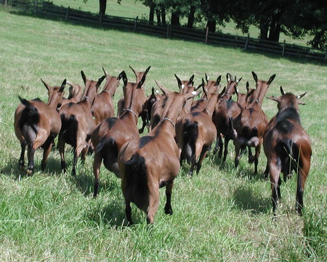 foto: archiv  Vývoj stavu koz a populací GZ Podle údajů ČSÚ se celkové stavy koz meziročně opět mírně zvýšily, ale na