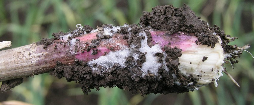 Bílá sklerociová hniloba, Sclerotium cepivorum Napadené rostliny neroznášet po