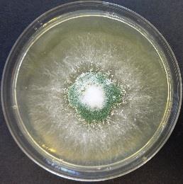 Fig. 2. Development of mold growth. Significant halo effect was not observed due to low concentration of ions in the biocide fabric. According to fig.