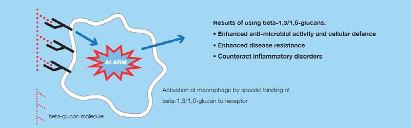 White blood cells, which are in the front line of the immune defence, have receptors which can bind to invading pathogens. On their surface they also have receptors to bind to beta1,3/1,6 glucans.