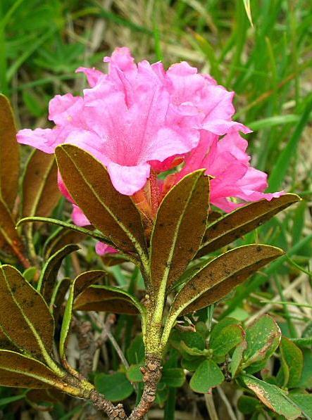 Rhododendron sp.