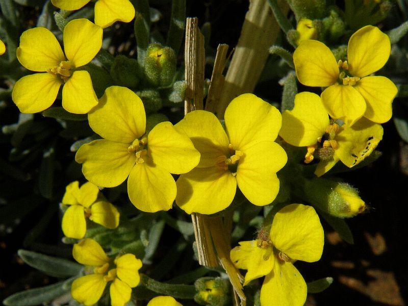 Degenia sp. Brassicaceae monotypický rod objevena 17. července 1907 Dr.