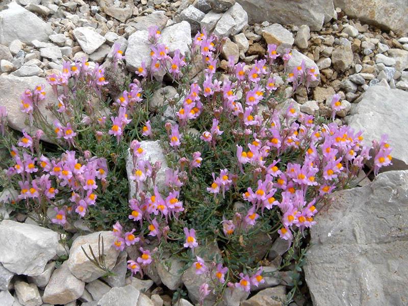 Linaria alpina 3 poddruhy (L. alpina ssp.