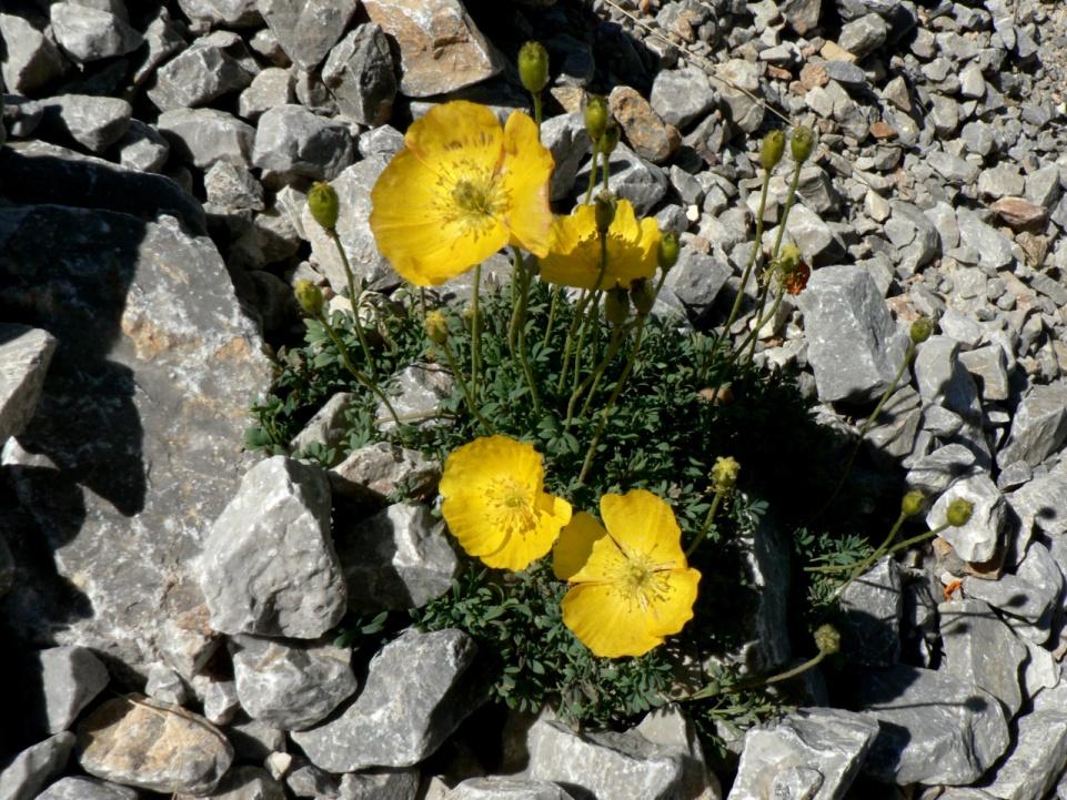 Bjelasica, komovi Dianthus sylvestris hory j. a j.-stř. Evropy, s.