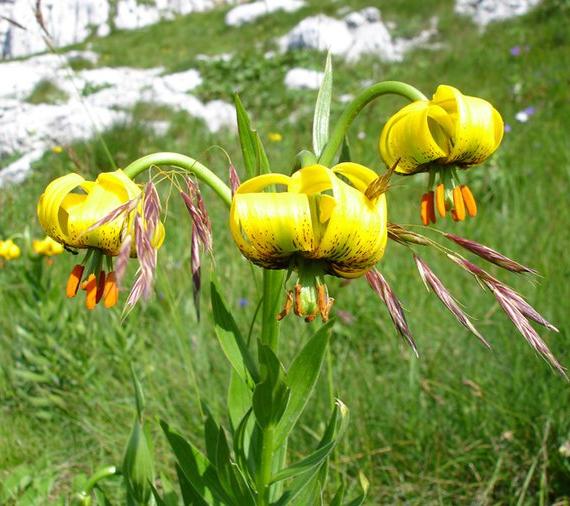 prokletije alpínské pásmo Seslerion juncifoliae, Oxytropidion dinaricae Aster alpinus, Leontopodium nivalis, Dryas octopetalla Gentiana lutea třetihorní relikt Amphoricarpos neumayeri třetihorní