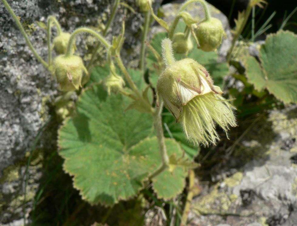 Geum sp.