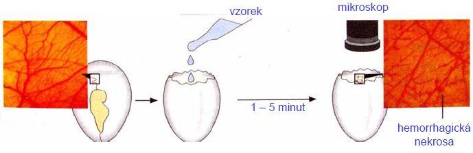 ALTERNATIVNÍ METODY TESTOVÁNÍ TOXICITY - vyvíjeny z etických i ekonomických důvodů SNÍŽENÍ SPOTŘEBY LABORATORNÍCH ZVÍŘAT (REDUCTION) - alternativní testy získání LD 50 - redukce počtu zvířat ve