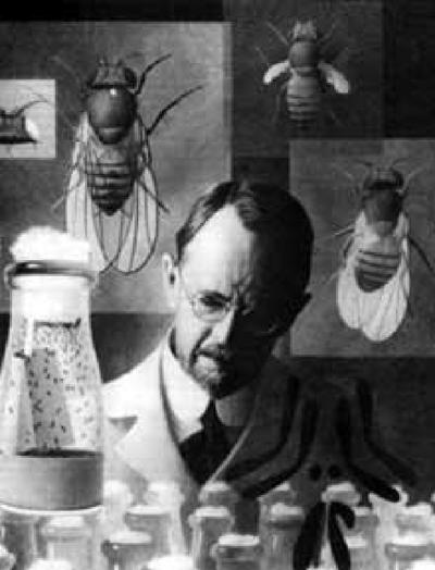 Thomas Hunt MORGAN (1866-1945) americký genetik, embryolog studoval mutace na octomilce (Drosophila melanogaster) zjistil, že geny leţí na chromosomech získal Nobelovu cenu za fyziologii a medicínu v