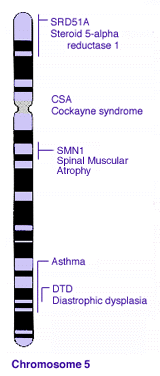 TESTOVACÍ KŘÍŢENÍ podobné zpětnému křížení (heterozygot x homozygot), slouží ke zjištění frekvence genotypů na základě fenotypového štěpného poměru u potomků Tří bodový test (viz.