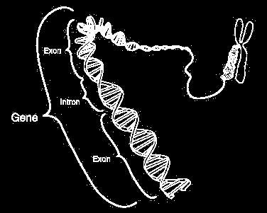 GEN = jednotka dědičnosti kóduje protein (strukturální gen) nebo trna a rrna Alela = konkrétní forma genu (gen může mít 1, 2 a více alel) dominantní, recesivní Lokus = místo genu na chromozomu Kolik