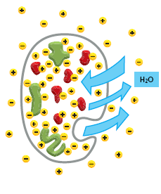 Kontrola osmolarity -