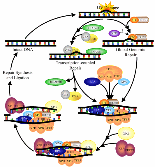 Nucleotide