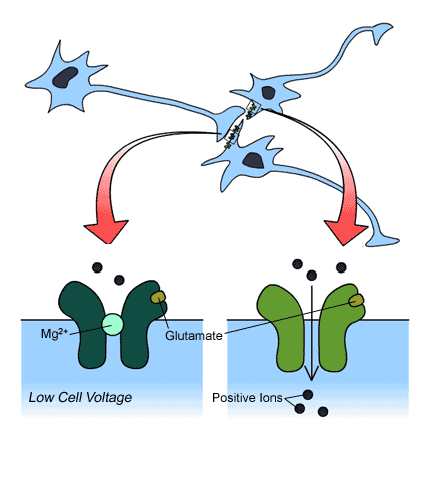 NMDA a non-nmda receptory NMDA receptor Non-NMDA receptor Glutamátová