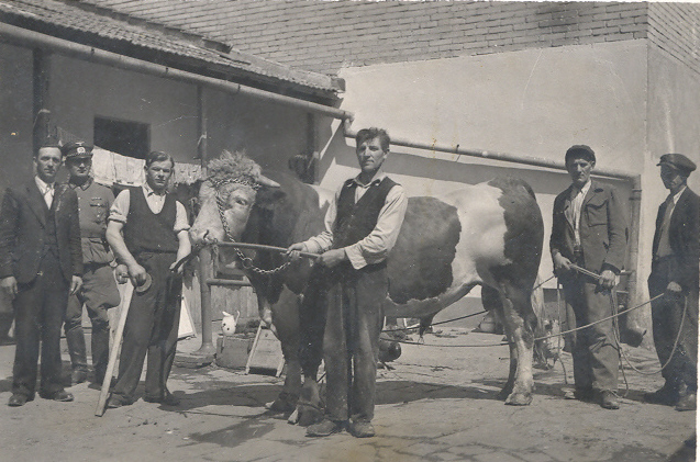 Obr. č. 11 Dožínky v Jestřabí (mezi lety 1925-1930). Obr. č. 12 Obecní býk s doprovodem, 30.