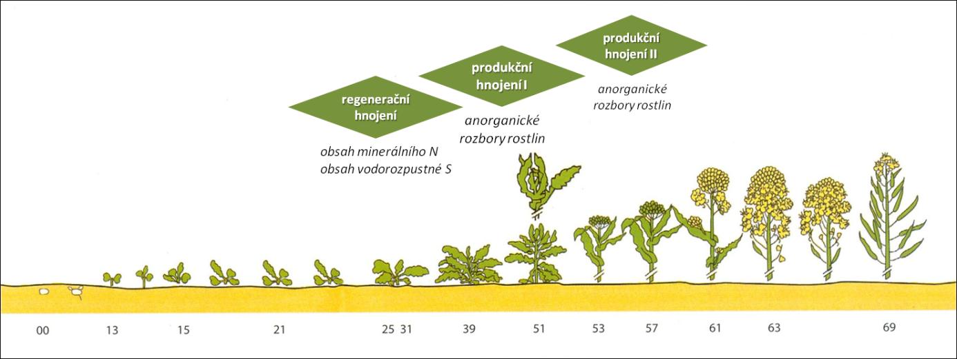 Obr. 10 Vývojové fáze ozimé pšenice a termíny pro přihnojení dusíkem Obr. 11 Vývojové fáze řepky a termíny pro přihnojení Optimální hodnoty koncentrace živin uvádí pro pšenici ozimou Tab. 4 a Tab.