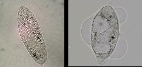 Toxicita (ekotoxicita) nanoag Paramecium caudatum (ciliate) AgNPs (A) LC50 (1hod) = 39 mg/l Iontové Ag (B)