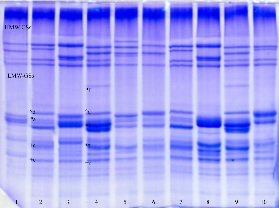 Optimalizovaná metodika SDS-PAGE pro analýzu LMW podjednotek gluteninů pšenice 1.Chinese Spring, 2.Clarus, 3.Gabo, 4. Ebi, 5.Jabiru, 6.Orca, 7.Clarus, 8.Kite, 9.Ebi, 10.