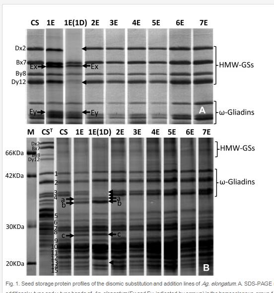 Proteinové markery Jsou známy vztahy mezi přítomností určité bílkoviny, lokalizací jejího genu a dalšími vlastnostmi rostliny.