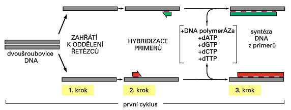 Polymerázová řetězová reakce