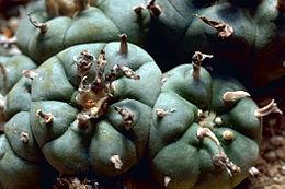 Salvinorin A je hlavní psychoaktivní látka rostliny šalvěje divotvorné (Salvia divinorum), mexické byliny dlouho používané jako entaktogen původními Maztéckými šamany.