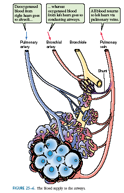 Anatomie a fyziologie Krevní zásobení Tepny Žíly Plicní (PK)