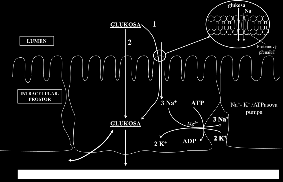 transport se jiţ děje aktivně pomocí Na + /K + -ATPasové pumpy. Tato pumpa přenáší 3 atomy Na + (extracelulárně) výměnou za dva atomy K + (intracelulárně).