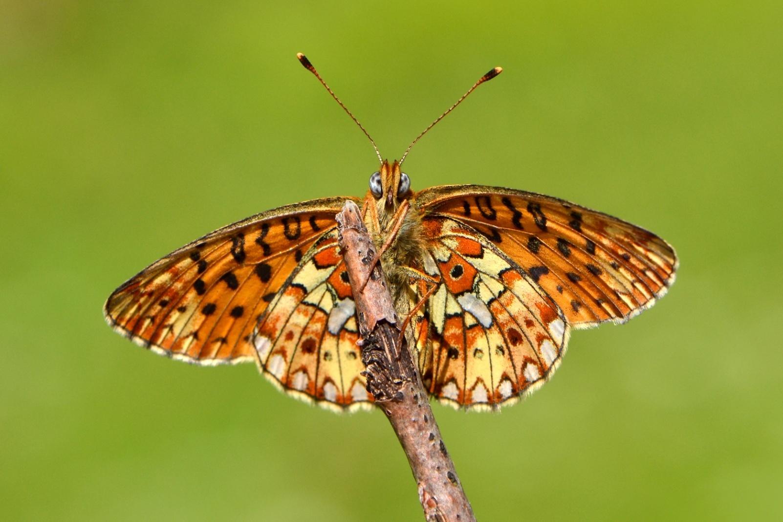 OCHRANA BIODIVERZITY 2014 Monitoring / podrobné mapování určité lokality