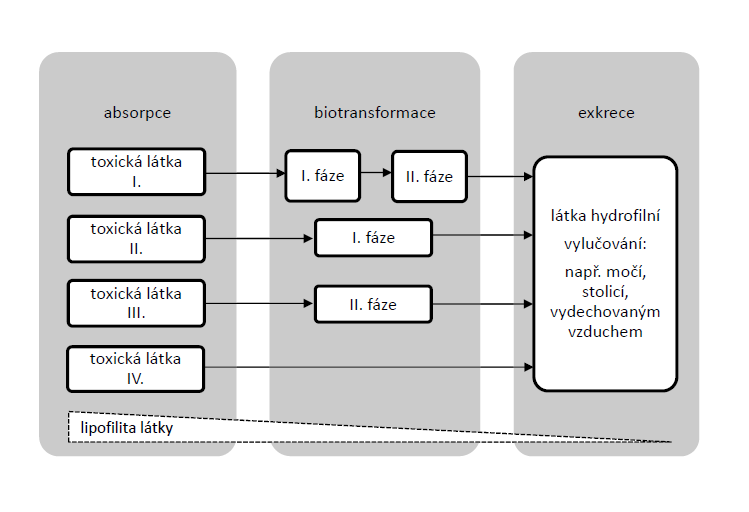 Obrázek 12 Možnosti biotransformace toxických látek v organismu I. fáze biotransformace probíhá ve většině případů jako oxidativní reakce, méně často jako redukce nebo hydrolýza.