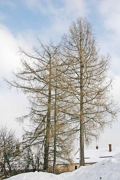 Společenství lesy.