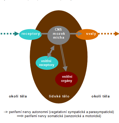 i ERGONOMIE A SYSTÉM i Problémy interakce lidského organismu a dalších složek prostředí je nejvýhodnější (a z hlediska systémovosti současně nezbytné) řešit komplexně.