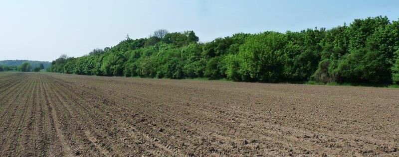 Arboretum v Kostelci Kostelec na Hané Zeměpisné souřadnice 49 30' 37" S. Š., 17 3' 56" V. D Datum vyhlášení 21. 4. 1993 Delší dobu nevyužívaná okrasná zahrada, zarostlá, jak nepůvodními druhy dřevin, tak druhy autochtonními.