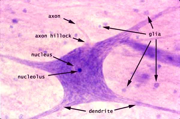 1. VÝUKA HISTOLOGIE - KLASICKÉ MIKROSKOPICKÉ PRAKTIKUM Mikroskop Zdroj