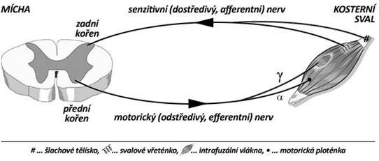 2 SENZOMOTORICKÁ STIMULACE 2.1 Co je to senzomotorická stimulace Počátky metodiky senzomotorické stimulace v Čechách se připisují prof. Vladimíru Jandovi a kolegyni M. Vávrové.