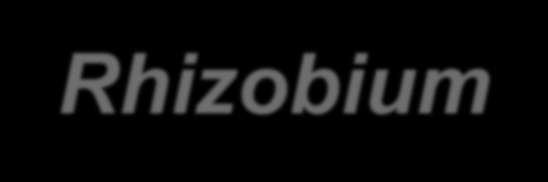 Rhizbium (symbitická fixace) symbisa s křeny rstlin (Fabaceae) vytváří hlízky (hlízkvé bakterie), rstlina pskytuje glycidy, bakterie Nslučeniny aerbní nesprulující plejmrfní tyčinka, v