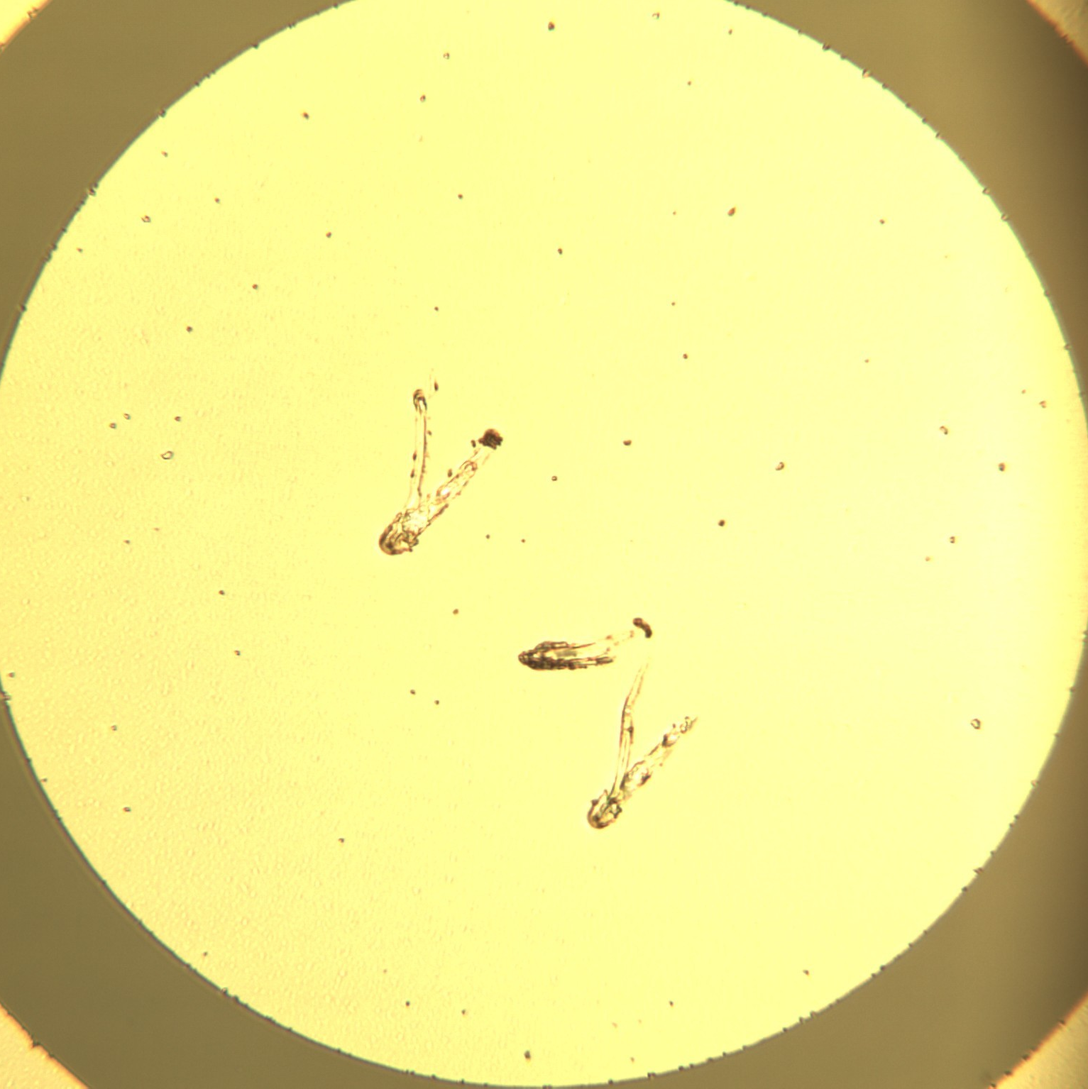 Kapitola 2. Experiment 2.2.3 27 Zapojenı Me r enı bylo prova de no na hrotove stanici v c isty ch prostorech za pomocı charakteroskopu Keithley 2612A, ktery byl pr ipojen na r ı dı cı poc ı tac.