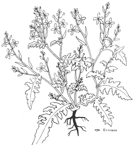 roketa setá - Eruca sativa (L.) Mill. Brassicaceae E. sativa planě rostoucí E. vesicaria (L.) Cav. hlavně Mediterán, E. loncholoma (Pomel), E.