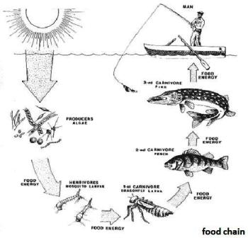 http://www.nisd.net/burke/technology/foodchains/images/food_chain.