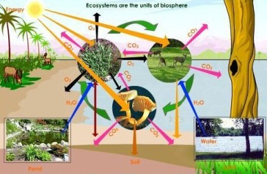 http://image.wistatutor.com/content/ecosystem/types-of-ecosystem.jpeg Soubor všech ekosystémů na Zemi se označuje jako biosféra.