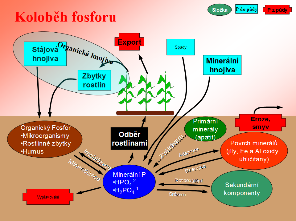 Fytin je chemicky velmi málo reaktivní a půdou téměř nemigruje.