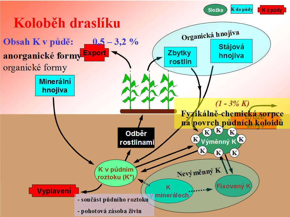 3.5.2 Draslík Draslík patří mezi nejdůležitější stavební živiny ve výživě rostlin.