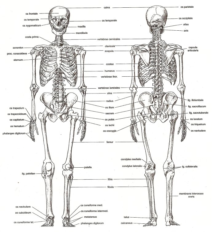 Obrázek 1 - Kostra lidského těla (Zdroj: