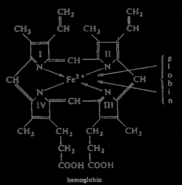 Hemoglobin Globin